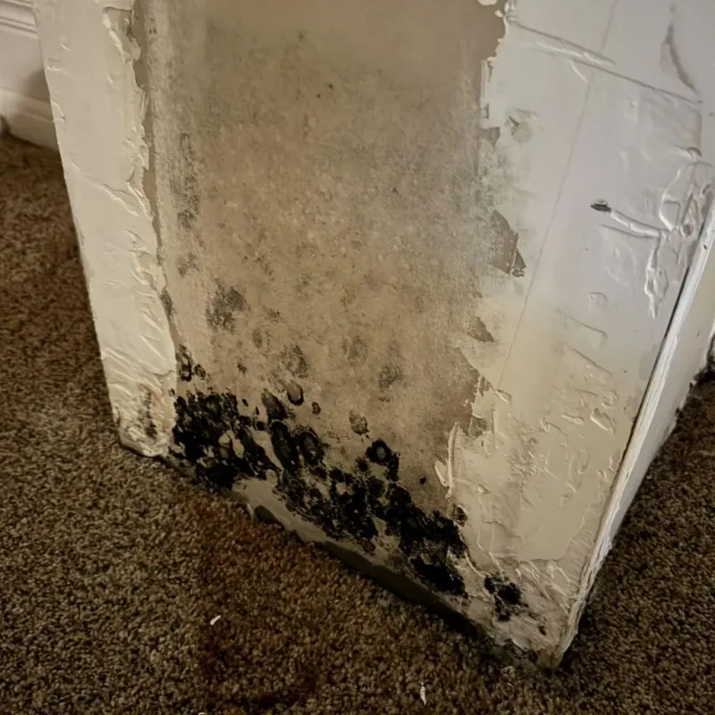 Professional Mold Removal in Spring Hill, FL